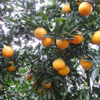 Cung cấp Sỉ lẻ Cam, quýt an toàn giao hàng toàn quốc. Trồng theo phương pháp sinh học có lợi cho sức khoẻ.